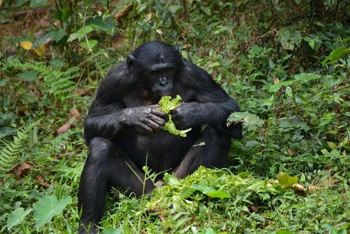 Photo République Démocratique du Congo