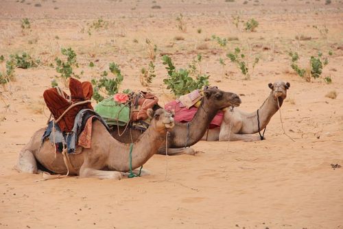 Photo Mauritanie
