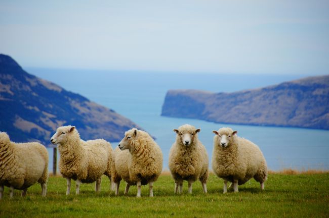 Photo Nouvelle-Zélande